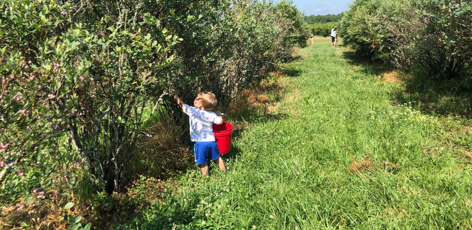 Picking Blueberries